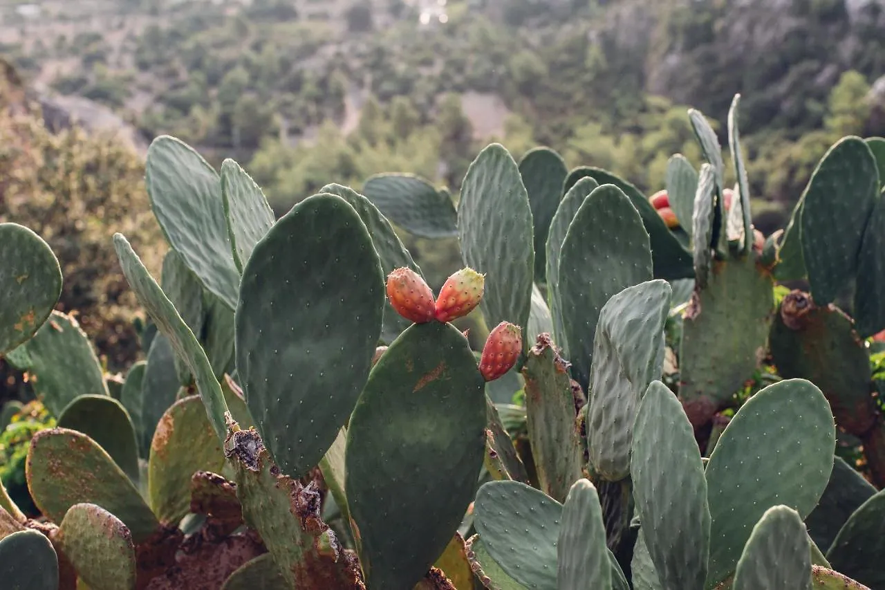 Dionysos Hotel Turunc